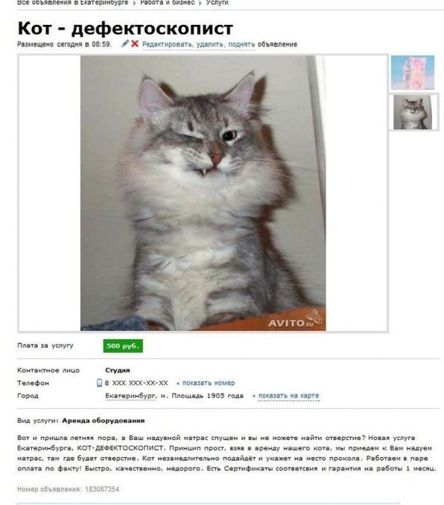 Смешные коты 18.08.20