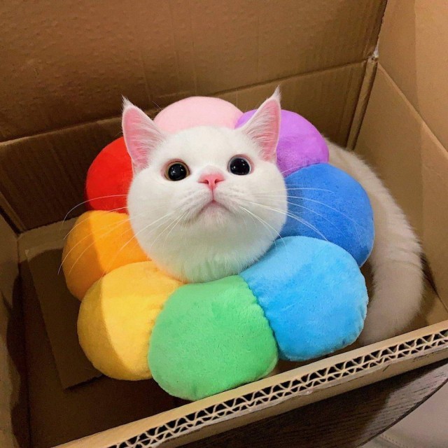 Эти забавные животные