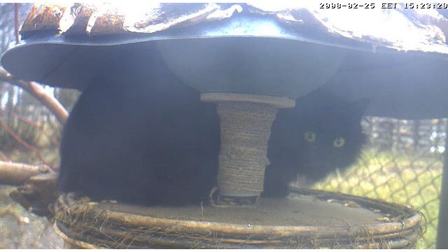 Кормушка для птиц (продолжение кабанчиков)