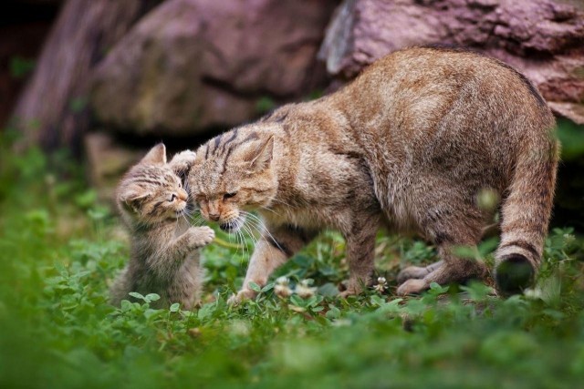 Подборка всякой живности