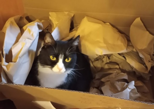 Котовторник 28.09.21