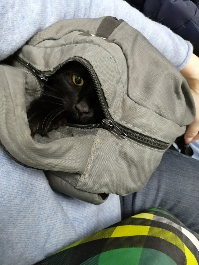 Котовторник