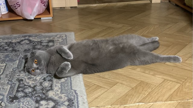 Солнце котовторника уже встало, Господа!