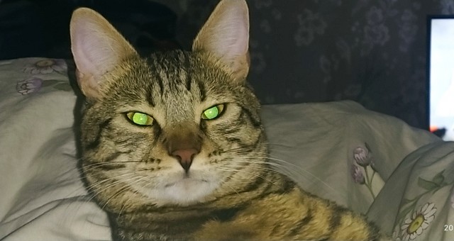 К котовторнику