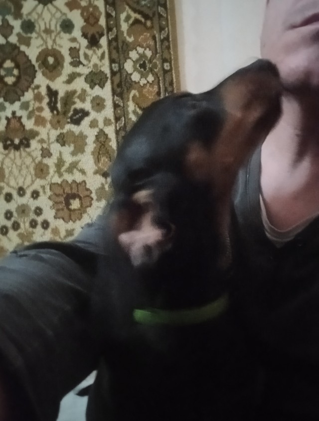Таксы: опыт содержания в квартире