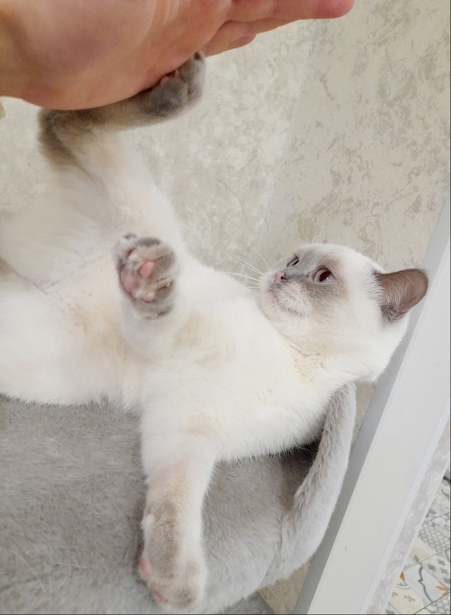 Котовторник. Февраль