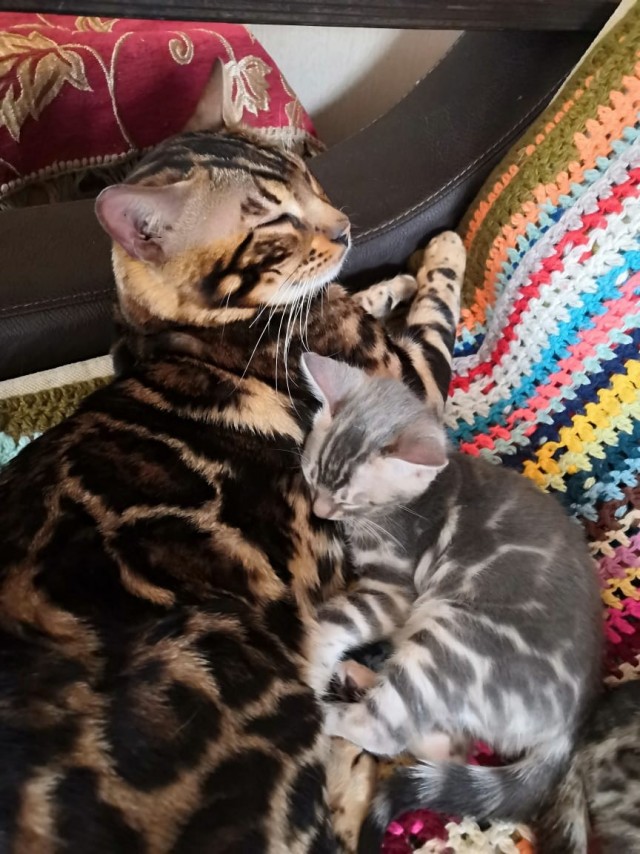Котовторник