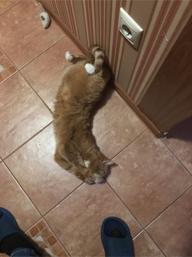 Котовторник ведь начался!