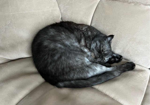 А вот и котовторник 24.05.2022