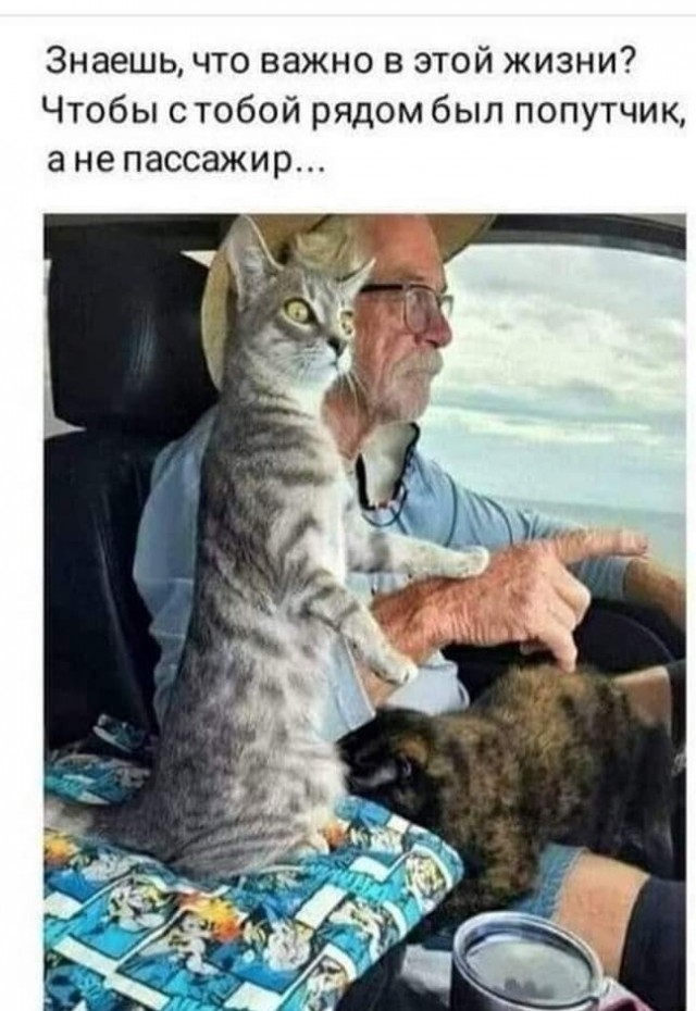 К котофторнику