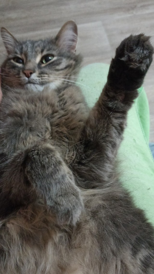 К нам пришел косоглазый кот