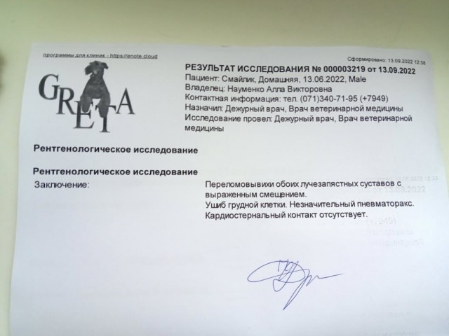 Котики в беде