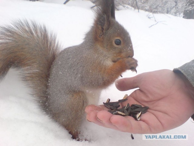 Атака на карман