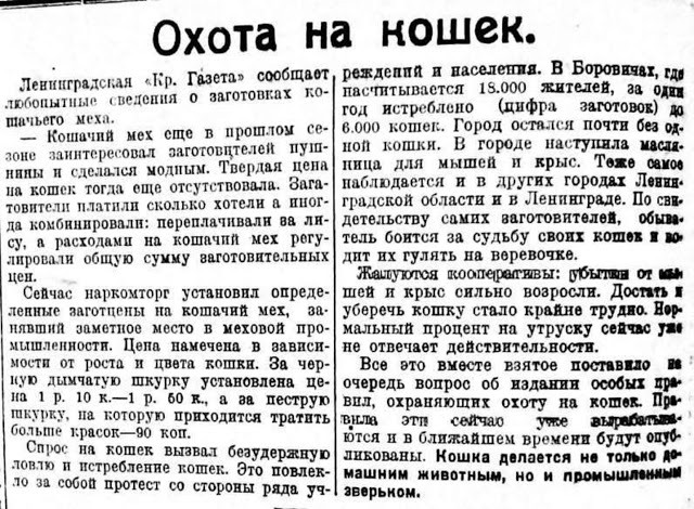 Глава совета ветеранов Читы предложил шить шапки из бездомных собак