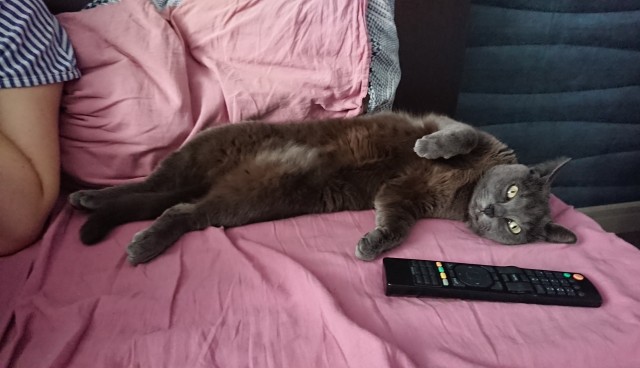 Котовторник
