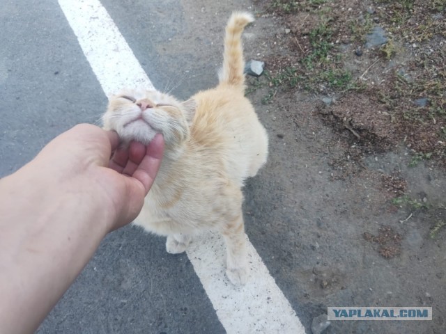 Коты на производстве