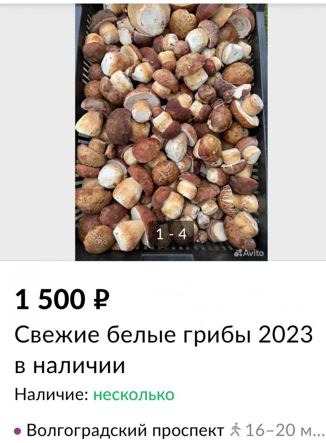 Вот зачем столько грибов?