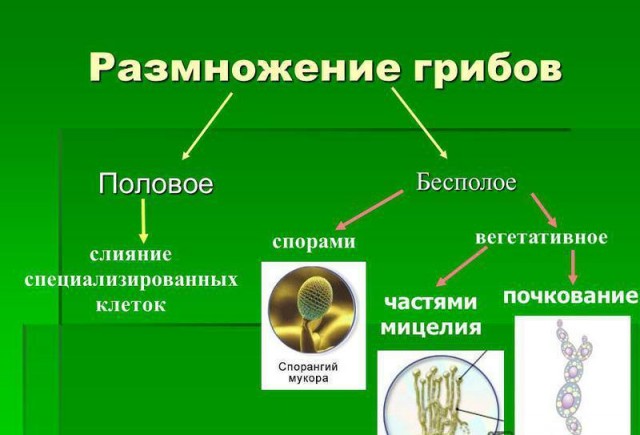 Россиян предупредили о девятилетних тюремных сроках за сбор редких грибов