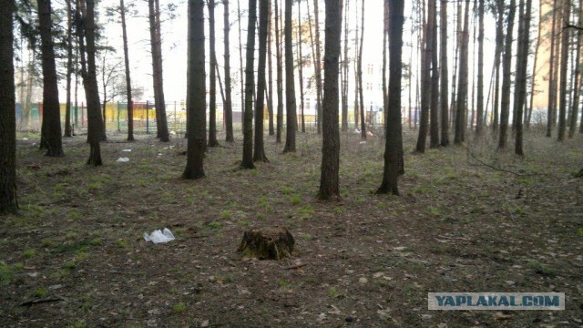 Сходил в лес