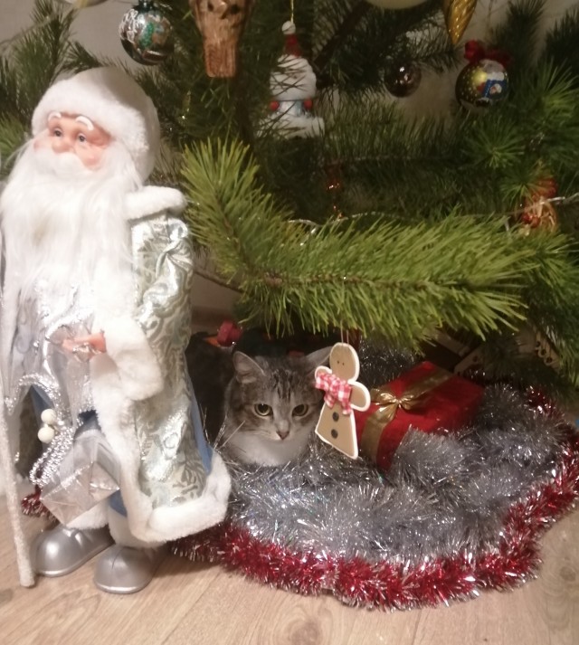 Новогодний кот