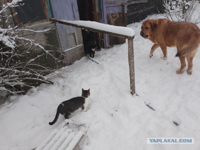 Жизнь домашнего приюта для котеек 479