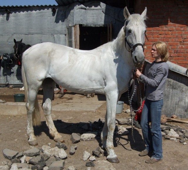 Про лошадей