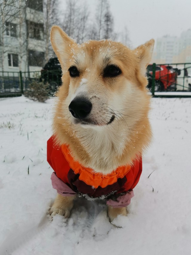 С новым годом