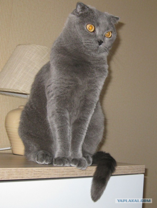 Котовторник 21.05.2013