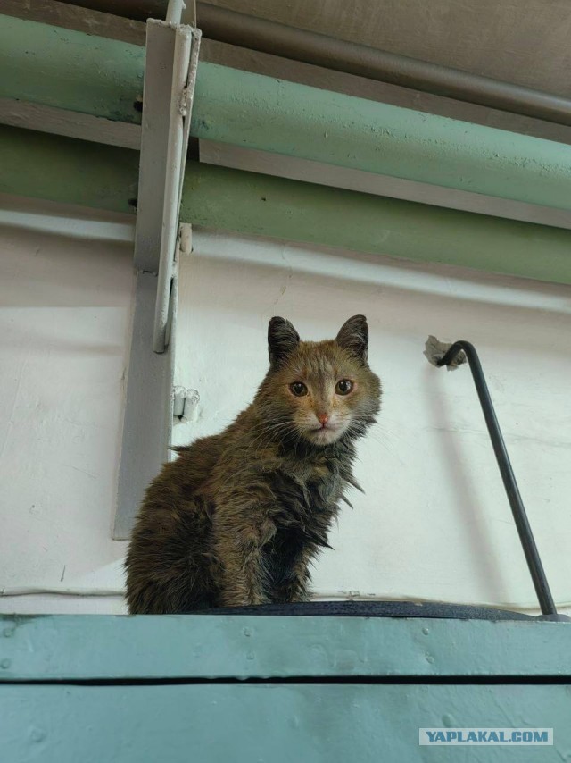 Коты, которые работают на заводах