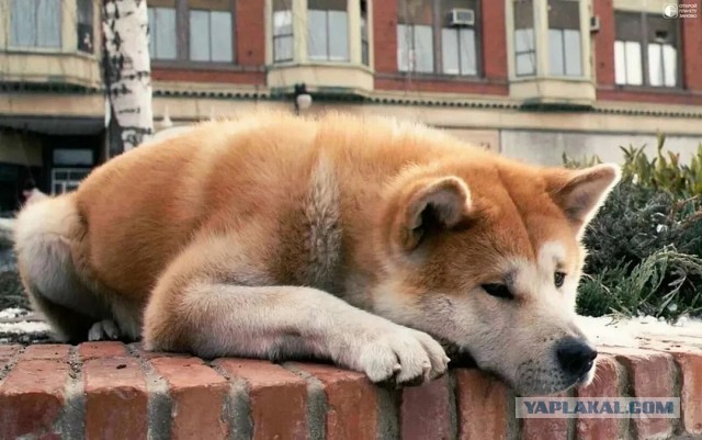 Японец до сих пор ныряет за женой, которую потерял во время цунами 2011 года.
