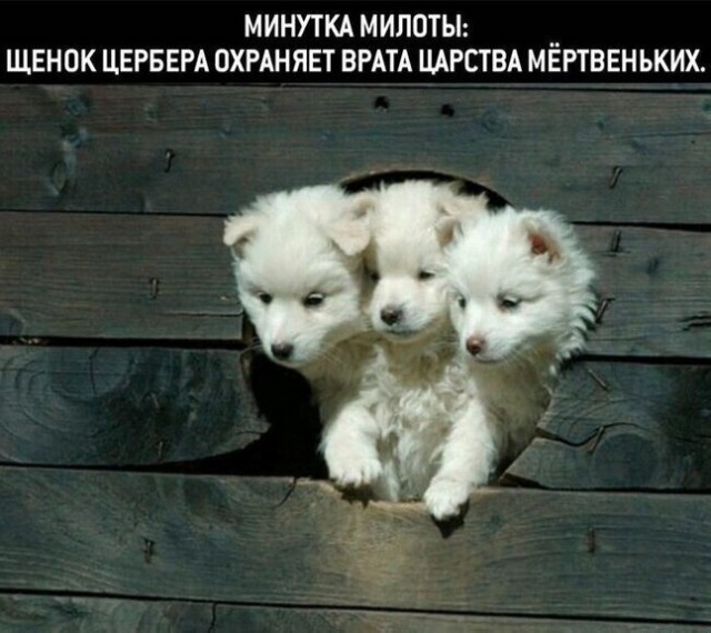 Юмор в картинках и без