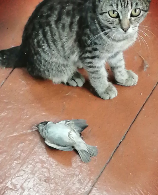 Прикольные морды котов псов к настроению...