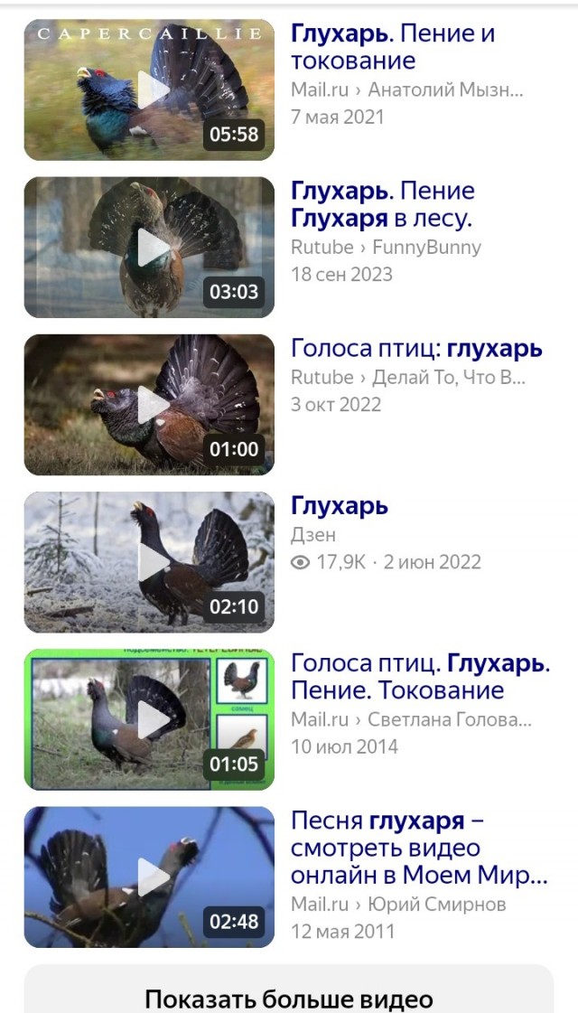 Глухарь птица гордая