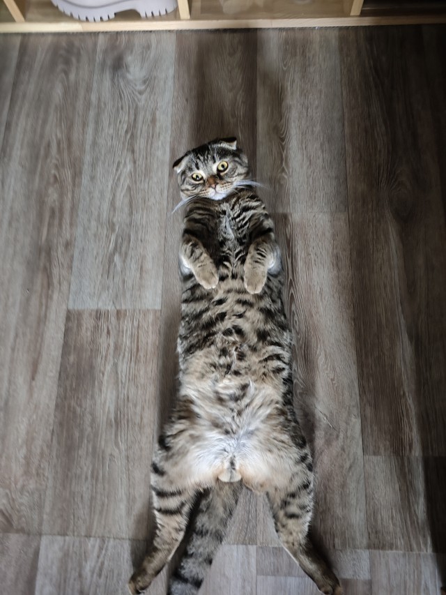 Совпало с котовторником.