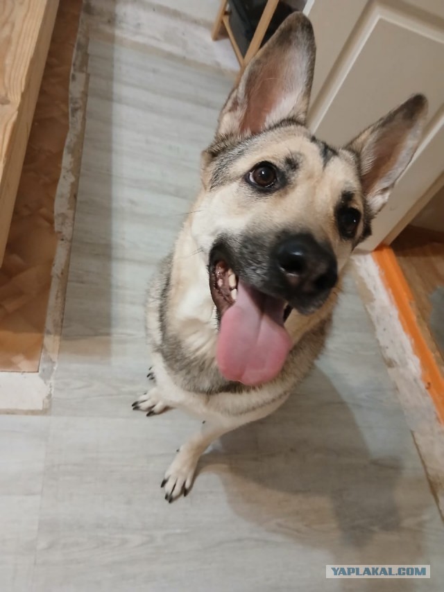 К собакочетвергу