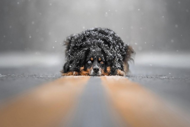 К собакочетвергу: 13 самых забавных фото собак за всю историю конкурса Dog Photography Awards
