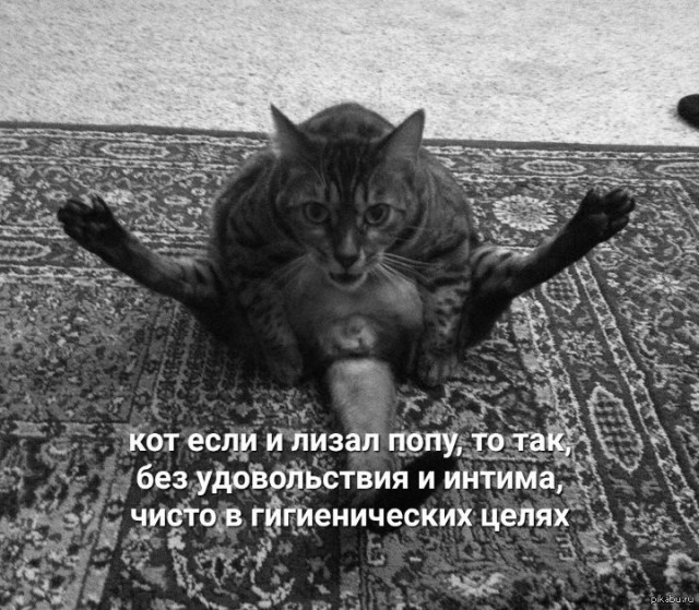 Веселые картинки в пятницу (06.06)