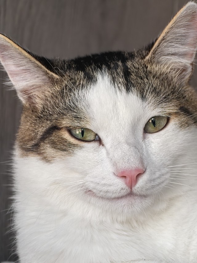 Котовторник