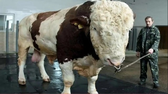 А глаза добрые-добрые