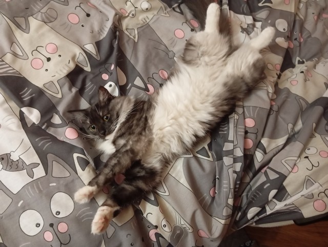 Возьму котенка Уфа