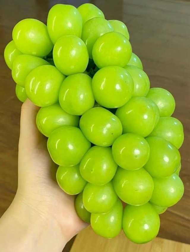 Манго сорта Махачанок