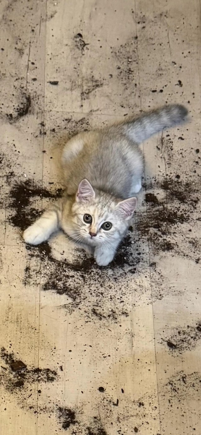 Маленькая милая мордочка бесоëбная