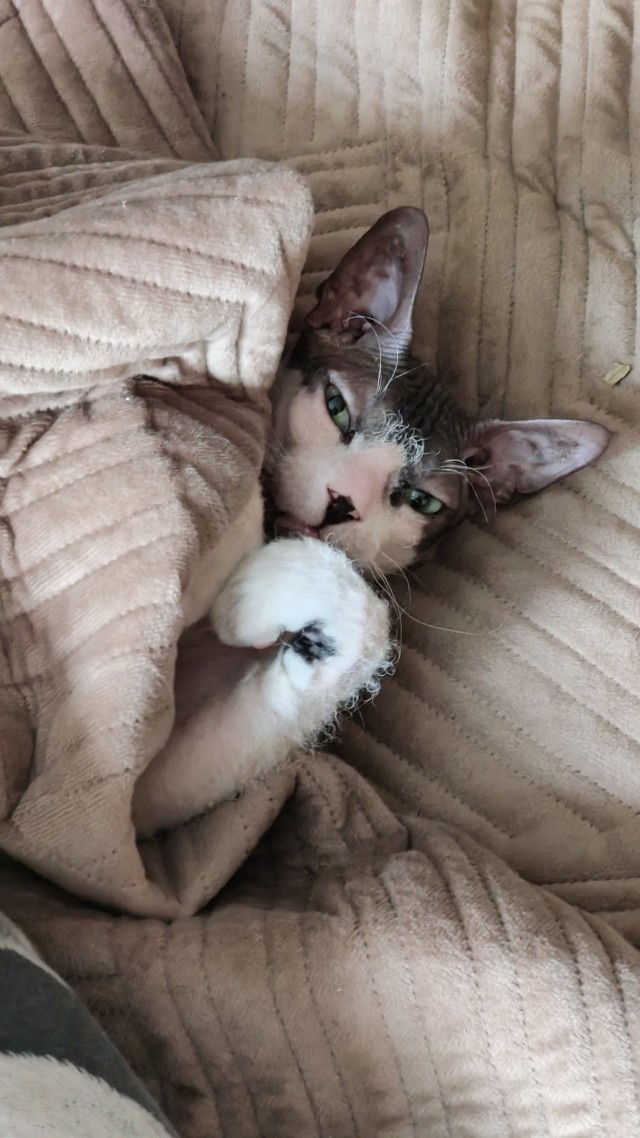 Котовторник 21.10.2025