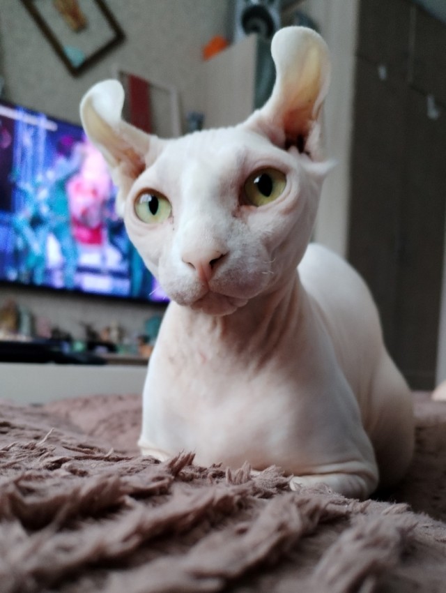 Продолжаем котовторник.