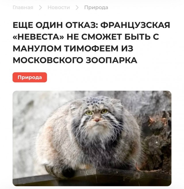Зоопарк из Франции не сможет выделить невесту манулу Тимофею