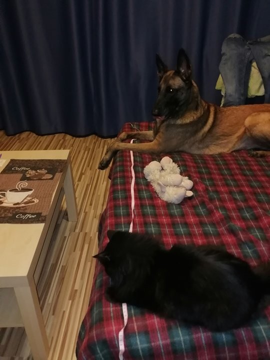 К собакочетвергу. Поставлена задача