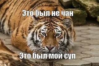 Россиянин отсудил у глэмпинга 250 тыс. рублей после нападения тигра