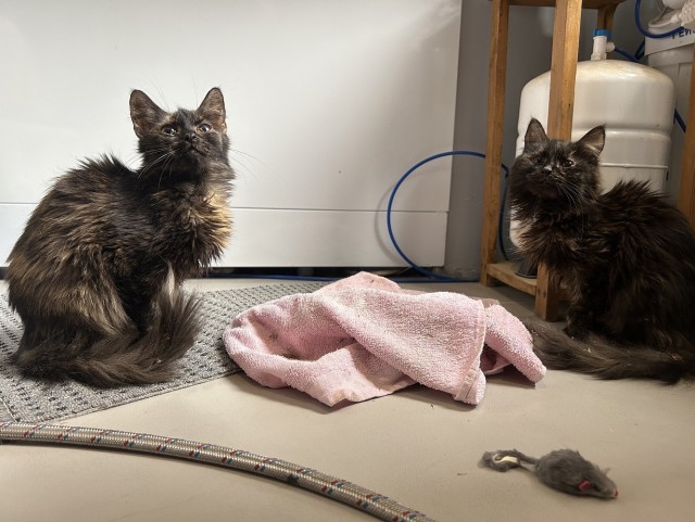 Шерстяные подснежники