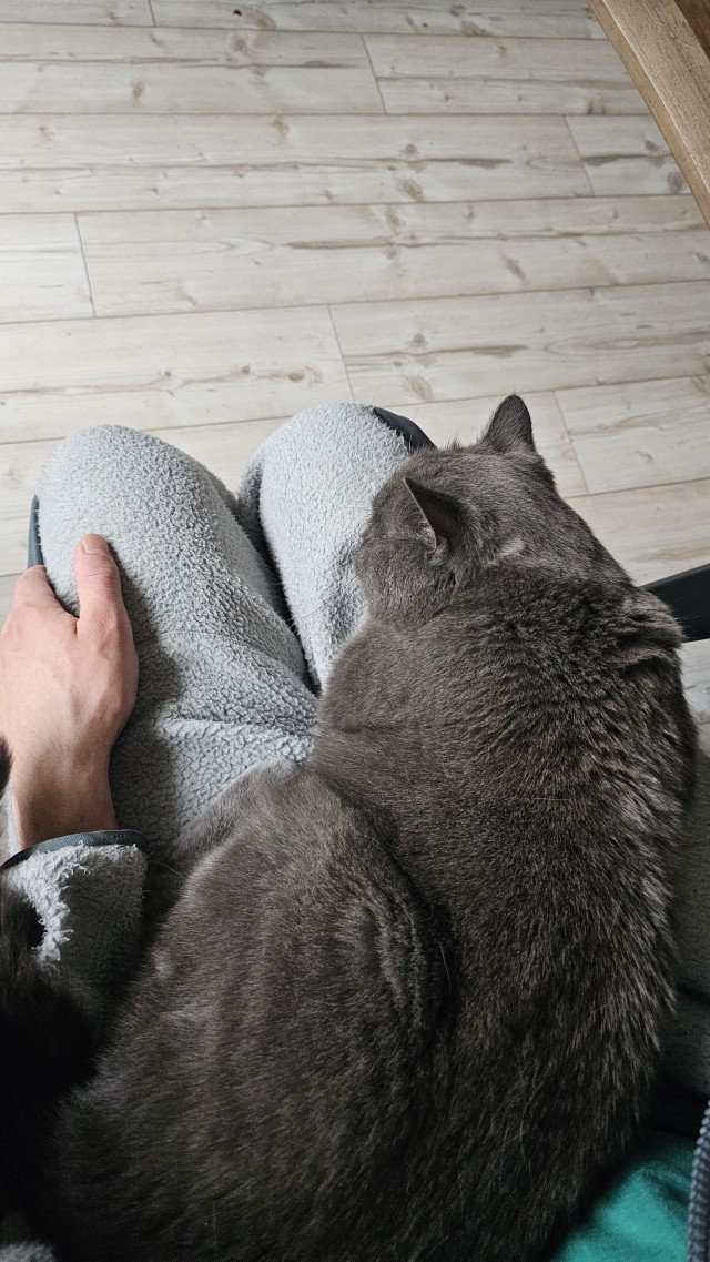 Приключения юного кота