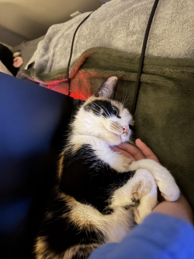 Пьяный пост для котовторника